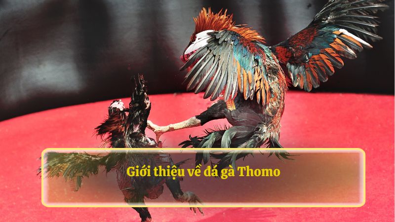 Giới thiệu về đá gà Thomo