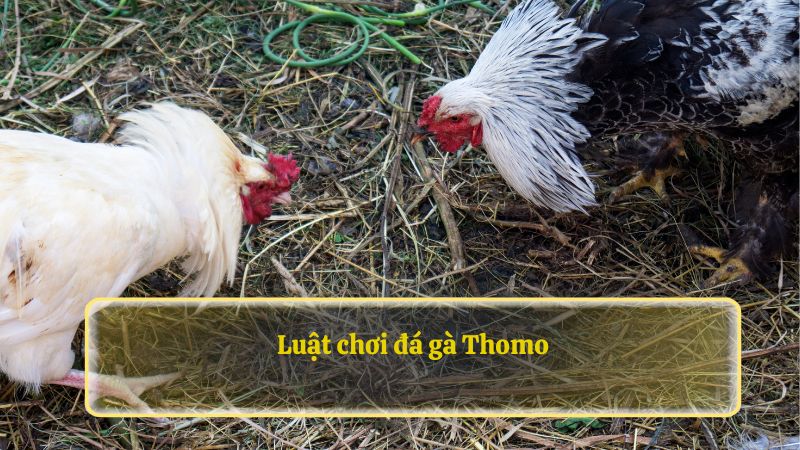 Luật chơi đá gà Thomo