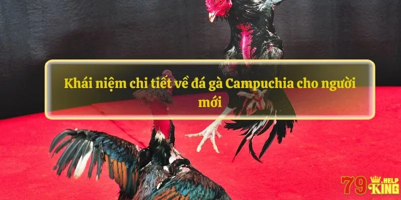 Khái niệm chi tiết về đá gà Campuchia cho người mới