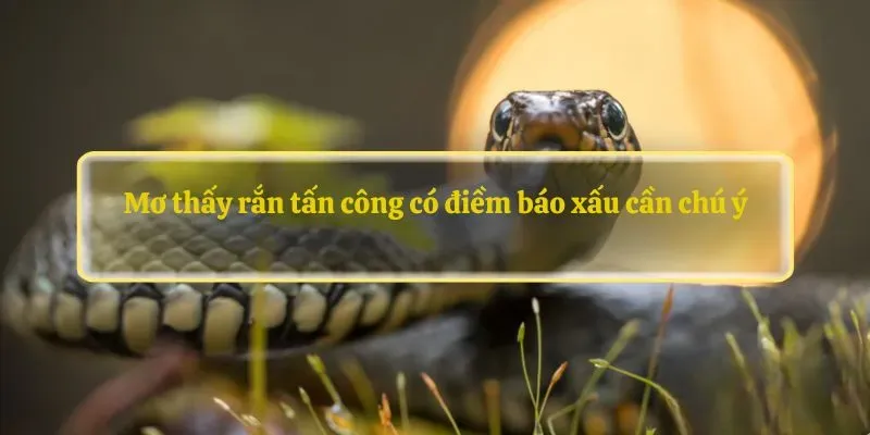 Mơ thấy rắn tấn công có điềm báo xấu cần chú ý