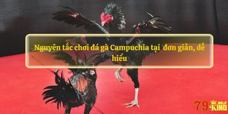 Nguyên tắc chơi đá gà Campuchia đơn giản, dễ hiểu